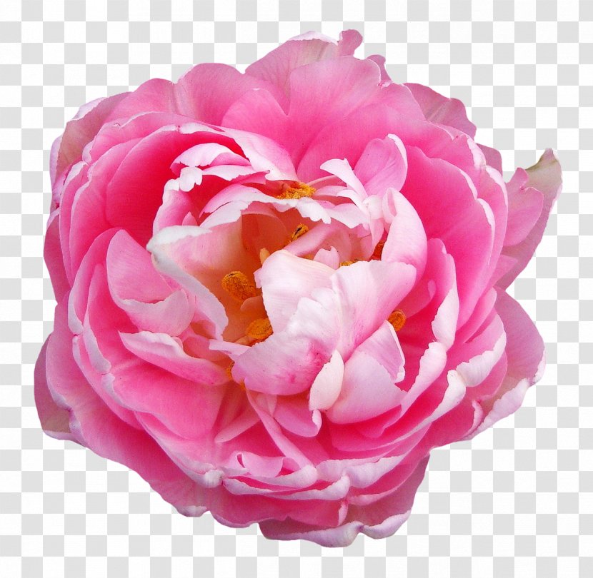 Centifolia Roses Pink Flowers - Rose Order - Flower Transparent Transparent PNG
