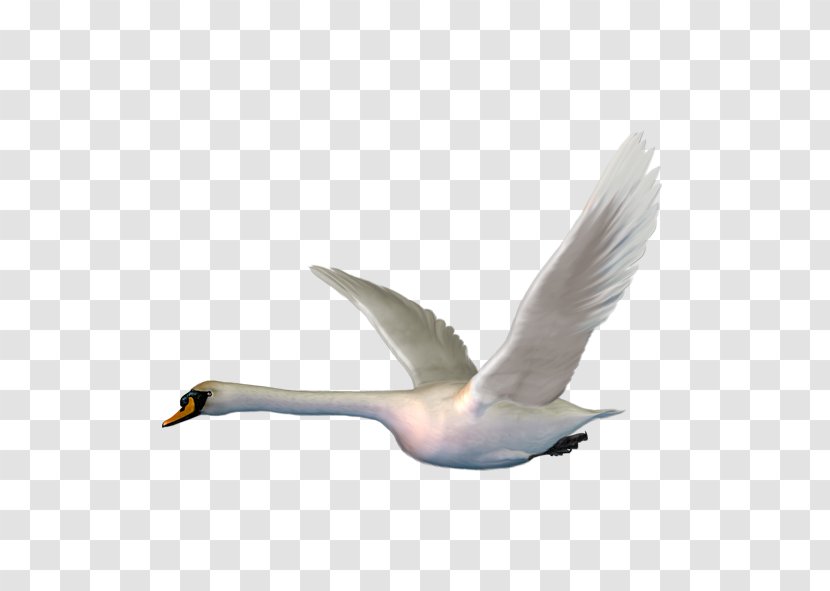 Cygnini Bird Clip Art - Albom - Ugly Duckling White Swan Transparent PNG