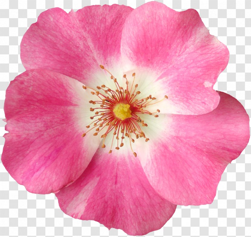 Drawing Clip Art - Rose - Flower Transparent PNG