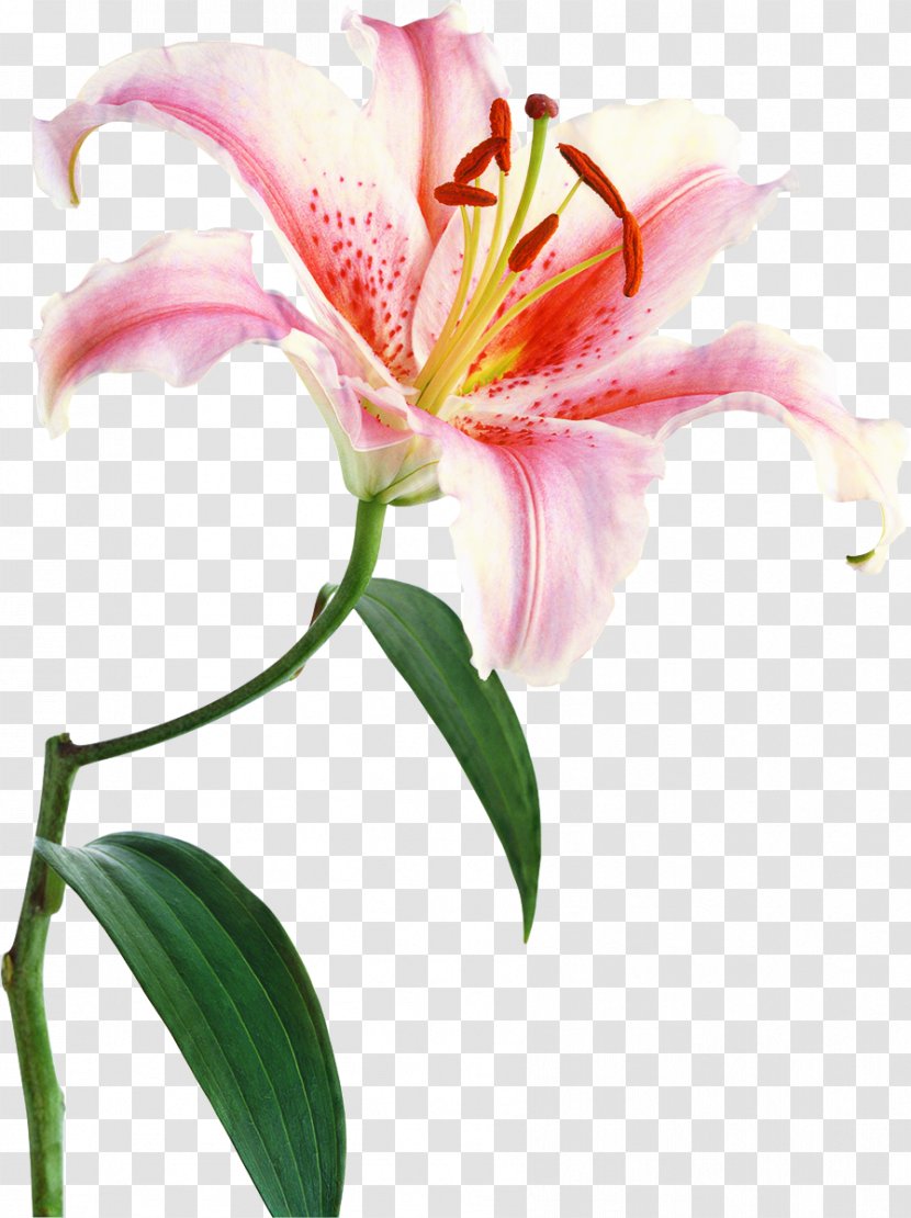 White Lily Flower - Crinum - Amaryllis Family Plant Stem Transparent PNG