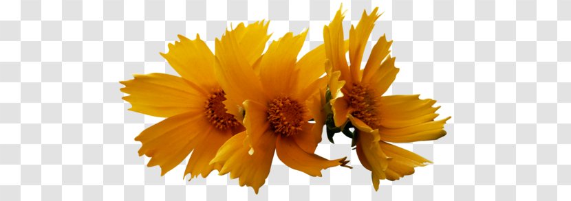 Culture Petal Fasting Yellow Clip Art - Sunflower Seed - Flowering Plant Transparent PNG