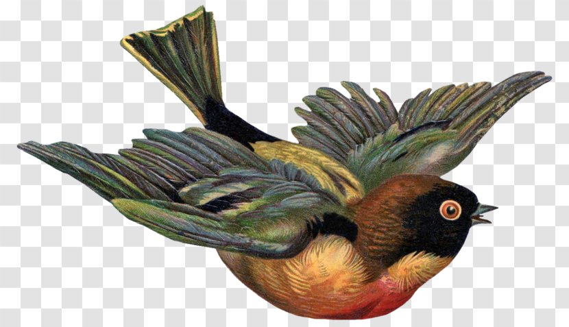 Bird Victorian Era Clip Art - Free Transparent PNG