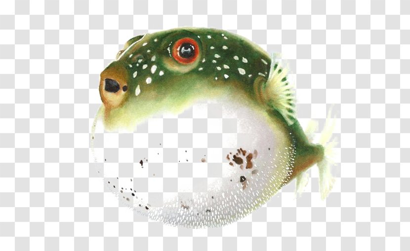 Pufferfish Fugu Drawing Watercolor Painting Clip Art - Puffer Fish Transparent PNG