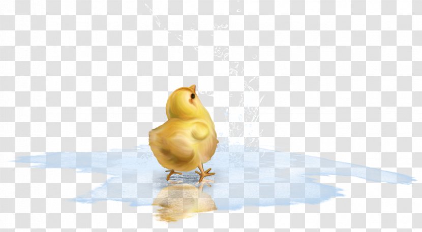 Duck Bird Chicken Goose Cygnini - Animal - Puddle Transparent PNG