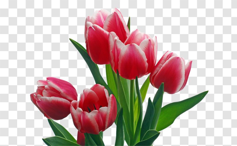 Flower Desktop Wallpaper Tulip Image Hosting Service - Floristry Transparent PNG