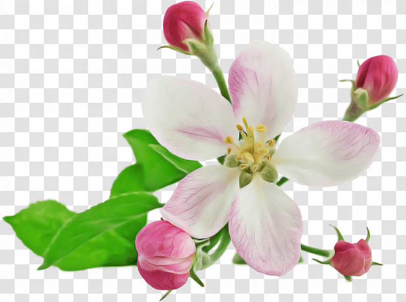 Flower Petal Plant Pink Blossom Transparent PNG
