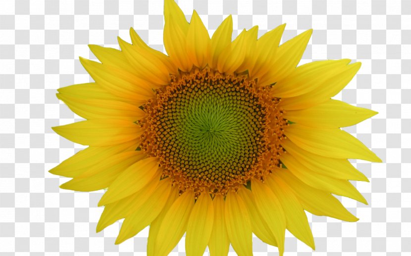 Circular Saw Blade Stock Photography Clip Art - Sunflower - Annual Plant Transparent PNG