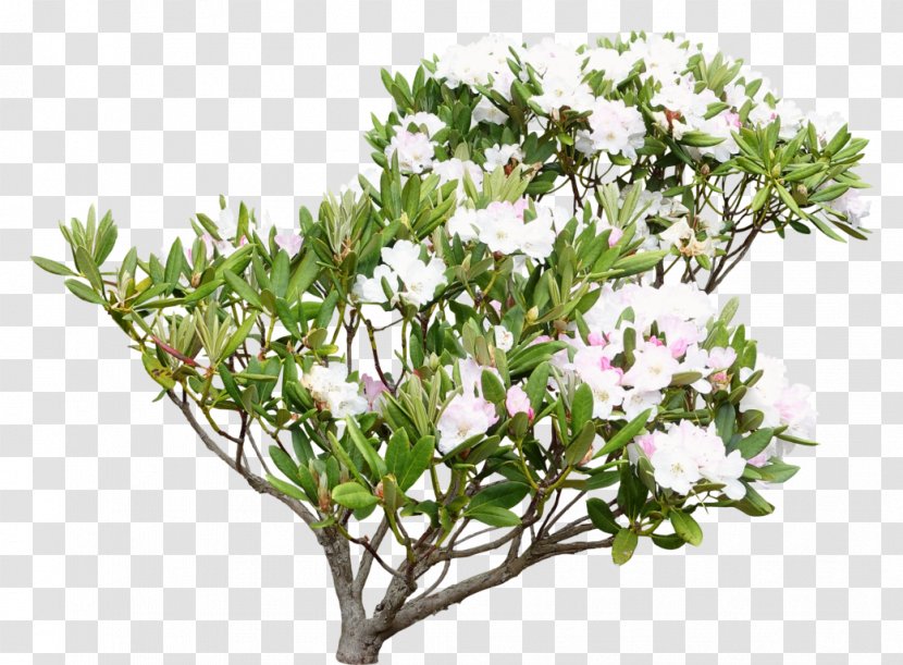 Rhododendron Shrub Common Lilly Pilly Tree - Plant Transparent PNG