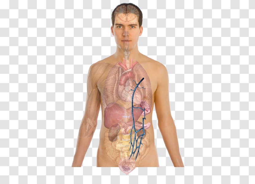 AIDS Infection HIV-positive People Disease - Flower - Body Human Transparent PNG