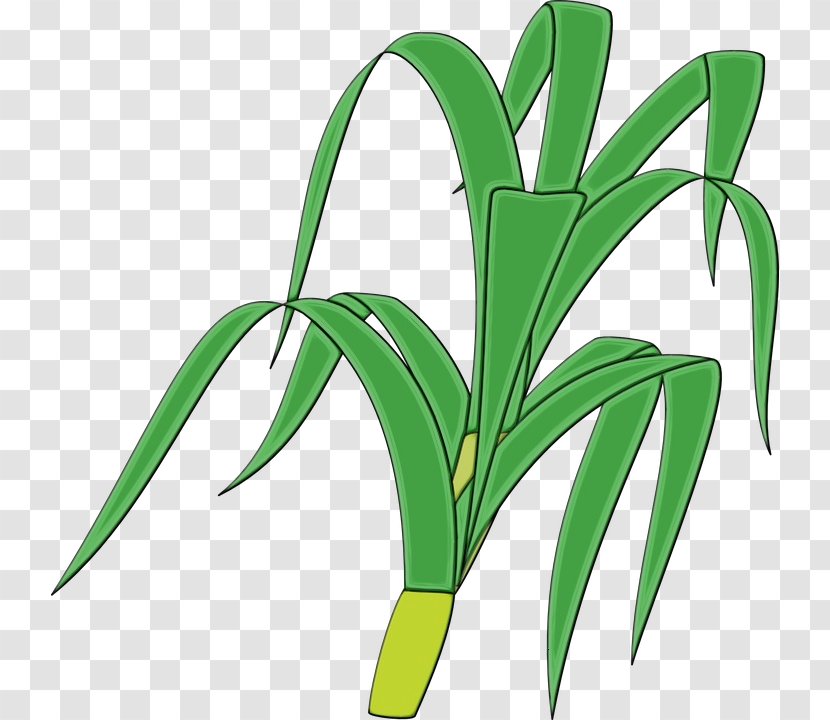 Watercolor Flower Background - Wet Ink - Houseplant Crinum Transparent PNG