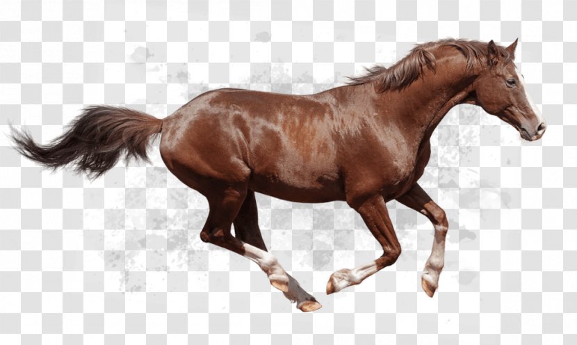 Arabian Horse Thoroughbred Friesian Andalusian American Quarter - Vertebrate - Cavalos Vector Transparent PNG