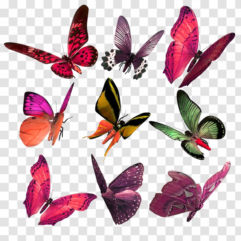 Monarch Butterfly Biosphere Reserve Sanctuary Glasswing - Emperor Moths Transparent PNG