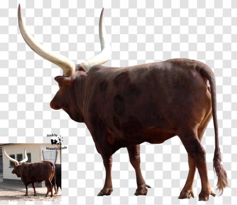 Texas Longhorn Ankole-Watusi Zebu Ox Water Buffalo - Cow Goat Family Transparent PNG