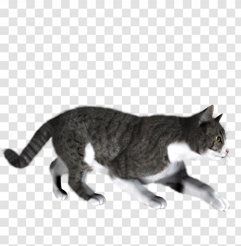 Cat Dog - Domestic Short Haired - Image Download Picture Kitten Transparent PNG