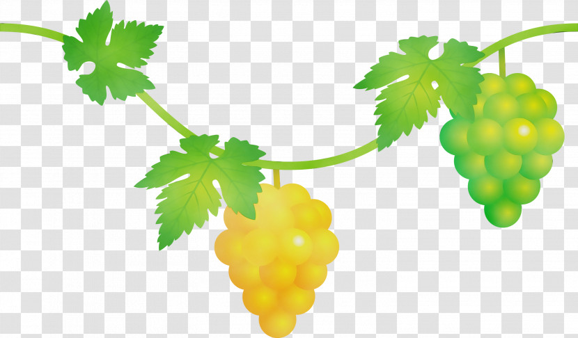 Grape Seedless Fruit Grape Leaves Grapevine Family Leaf Transparent PNG