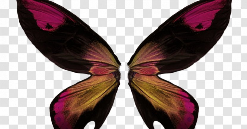 Butterfly Image Insect Wing - Moth Transparent PNG
