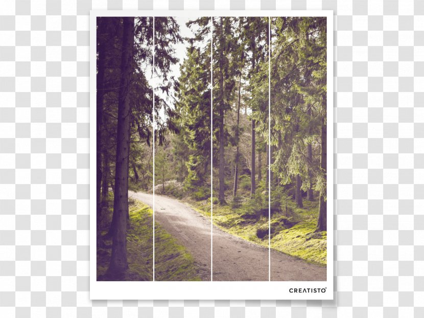 Photography Art Unsplash - Forest Walk Transparent PNG