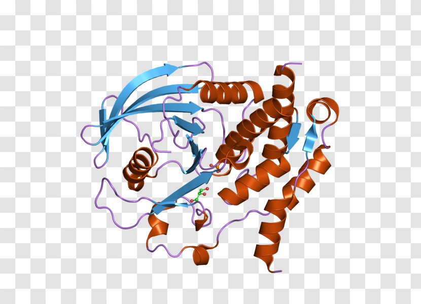 Protein Tyrosine Phosphatase Gene PTPN7 - Invertebrate Transparent PNG