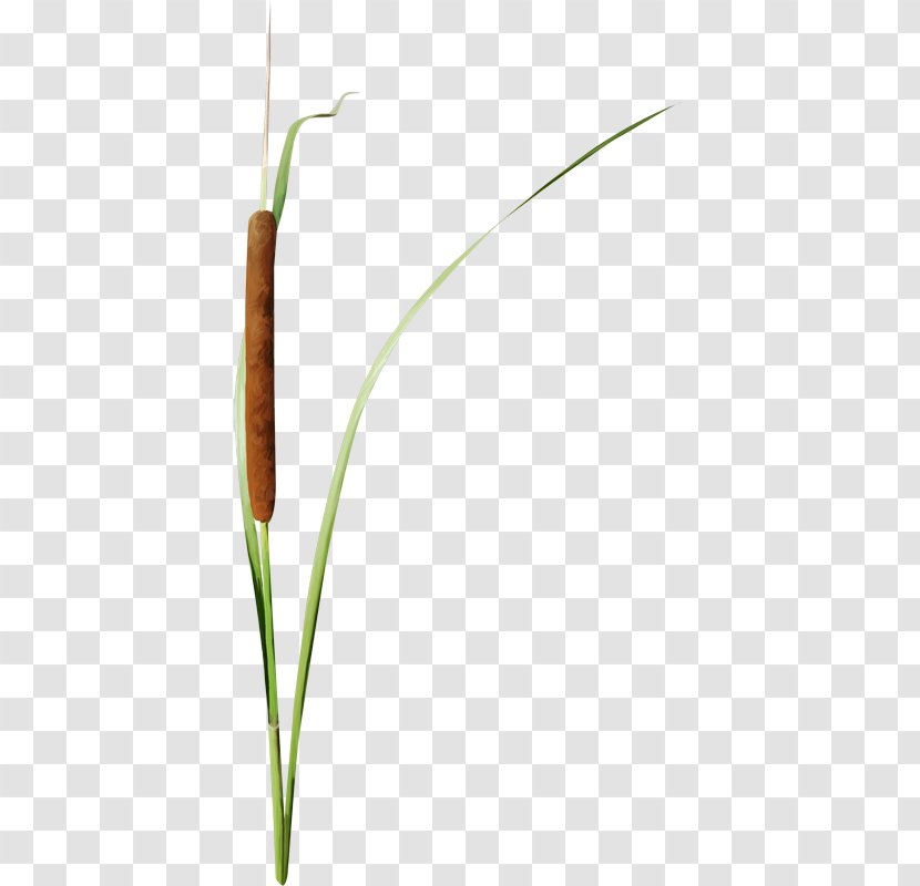 Grasses Herbaceous Plant Stem Lawn - Advertising - Lakeside Transparent PNG