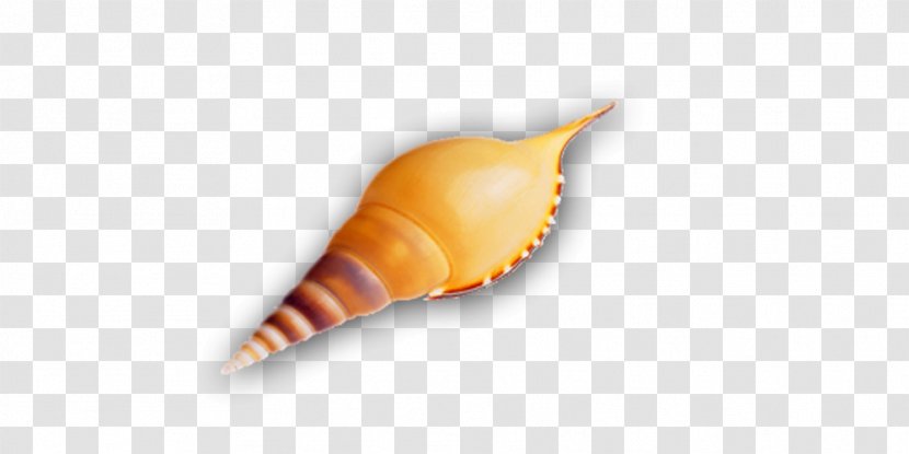 Seashell - Conch Crafts Transparent PNG