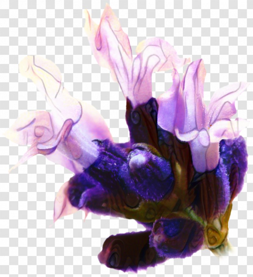 Lavender Flower - Iris - Carpenter Bee Violet Family Transparent PNG
