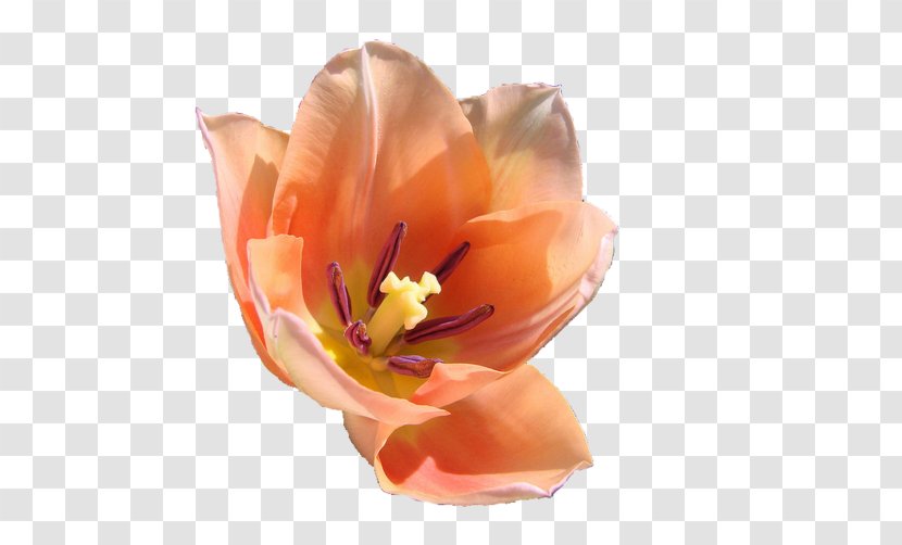 Flower Garden Tulip Gaia Online Petal Transparent PNG