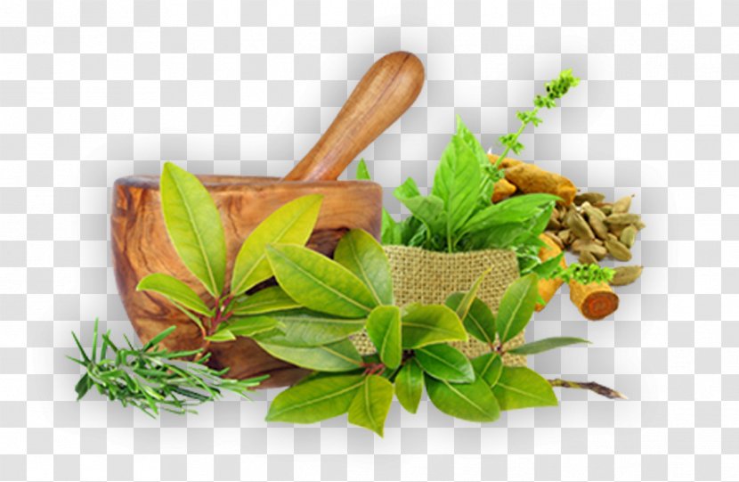 Ayurveda Herbalism Health Therapy - Medicine Transparent PNG