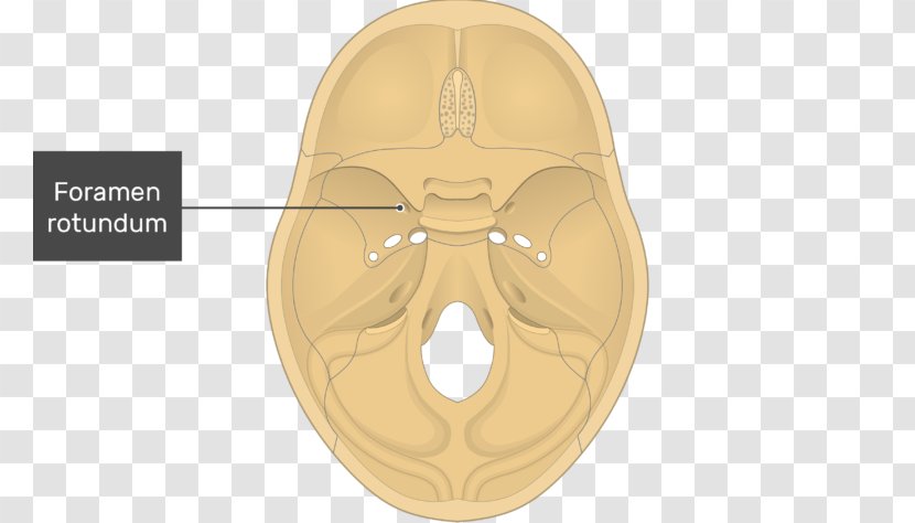 Foramen Rotundum Ovale Skull Tuberculum Sellae Sphenoid Bone - Pterygopalatine Fossa - Ethmoid Transparent PNG