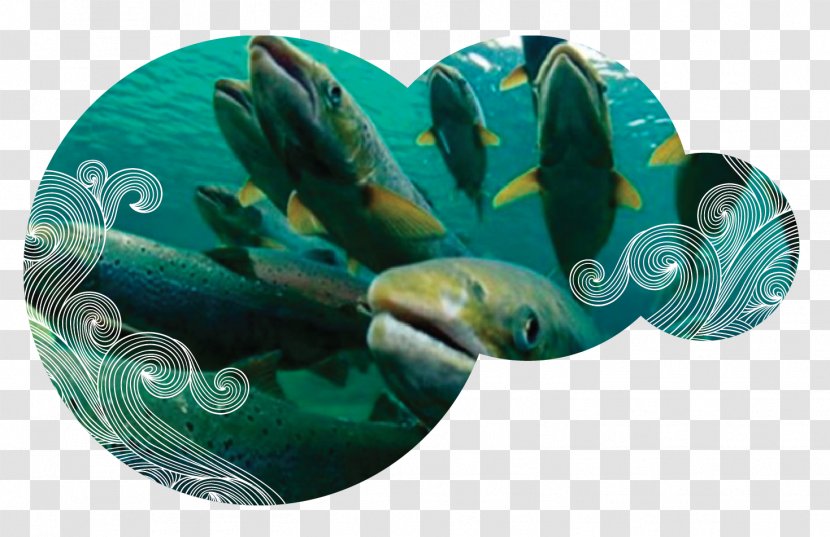 AquAdvantage Salmon Chinook Coho Sockeye - Sustentable Transparent PNG