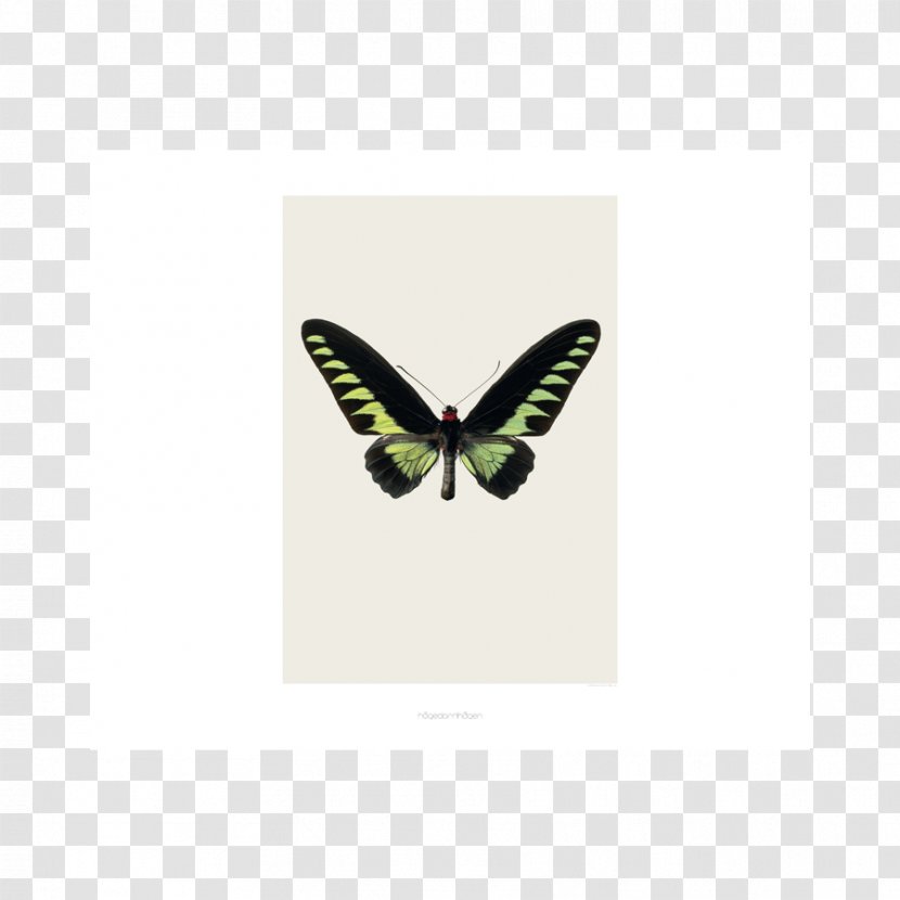 Rajah Brooke's Birdwing Butterflies Butterfly Scarce Morpho - Papilio Peranthus Transparent PNG