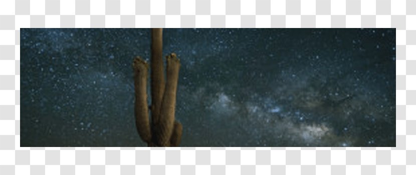 Saguaro Wood Cactaceae /m/083vt Raphoto - Desert Sky Transparent PNG