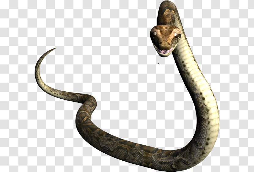 Rattlesnake Vipers Mamba Boa Constrictor - Laptop - Stand Up Snake Transparent PNG