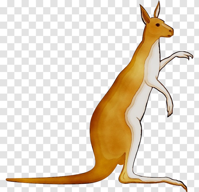 Macropods Kangaroo Vector Graphics Euclidean Image - Stock Photography Transparent PNG