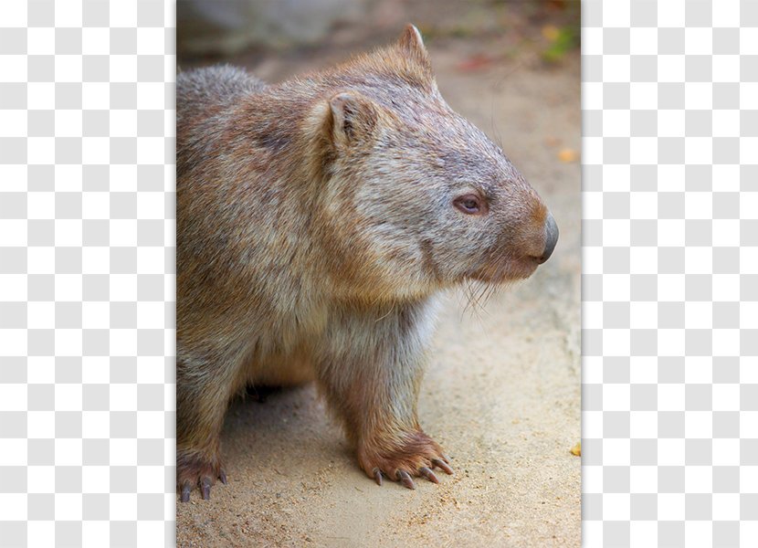 Australia Wombat Post Cards Postage Stamps Office - Marsupial Transparent PNG