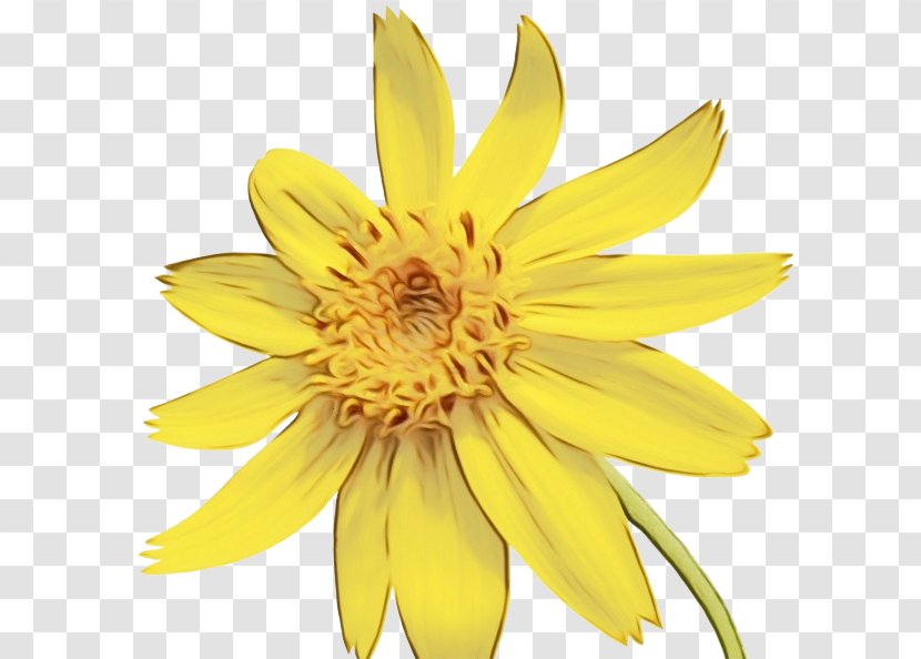 Sunflower - Wet Ink - Euryops Pectinatus Jerusalem Artichoke Transparent PNG