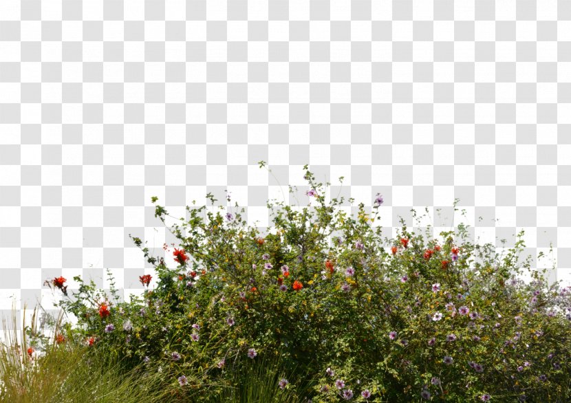 Flower Garden Lawn Tree - Spring - Bushes Transparent PNG