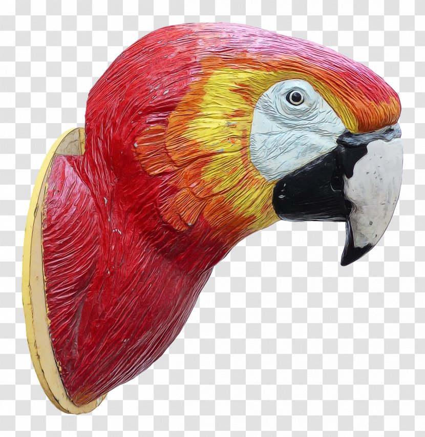 Bird Parrot - Beak - Piciformes Transparent PNG