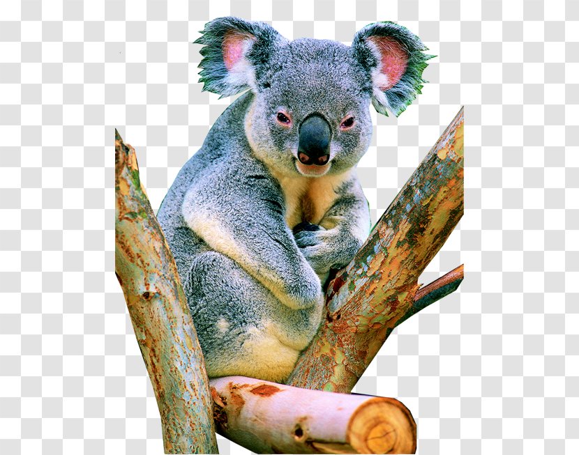 Koala Herbivore Tropical Rainforest - Endangered Species Transparent PNG