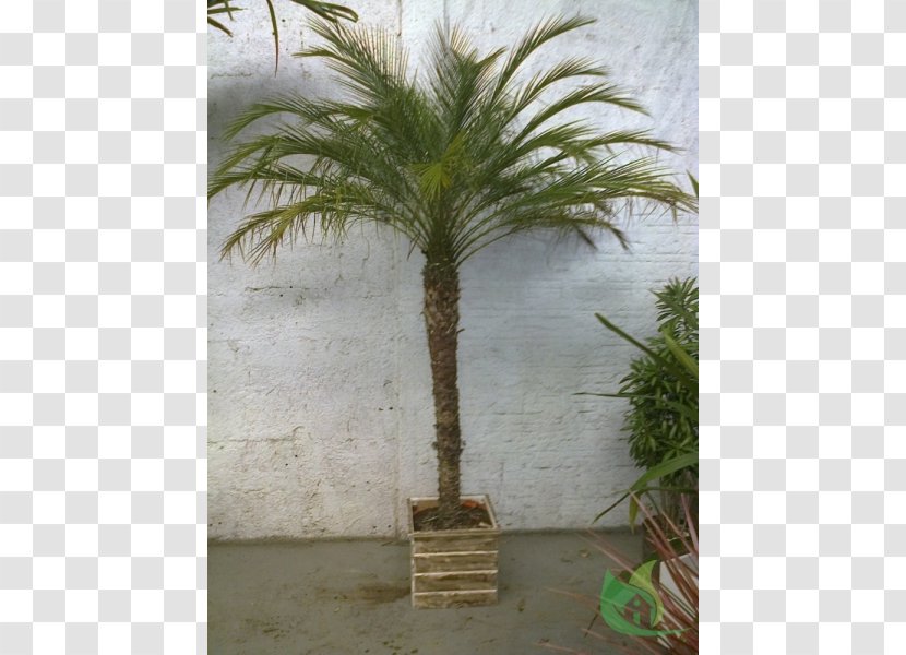 Date Palm Flowerpot - Arecales - Phoenix Roebelenii Transparent PNG