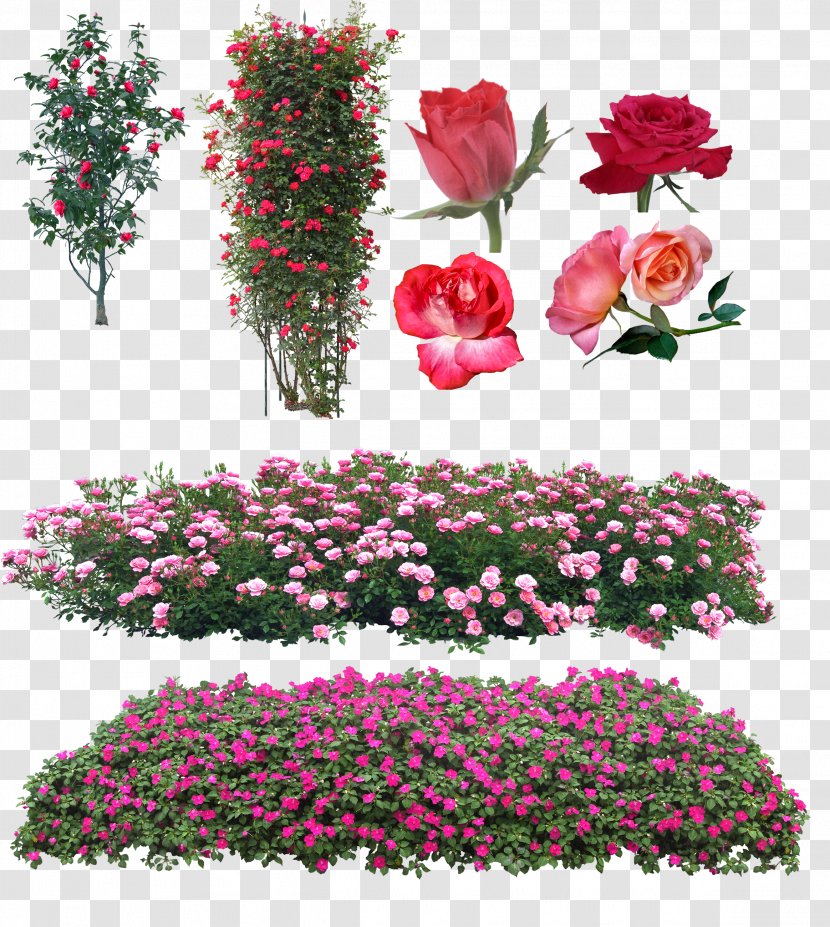 Garden Roses Floral Design Pink Flower - Platebande - Rose Transparent PNG