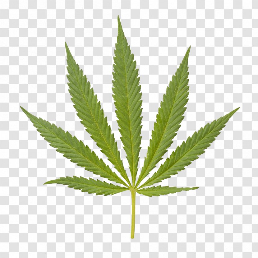 Medical Cannabis Hemp Tetrahydrocannabinol - Drug - Marijuana Closeup Transparent PNG