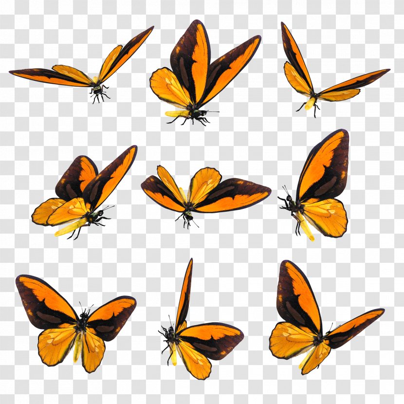 Butterfly Drawing Blog Clip Art - Orange Transparent PNG
