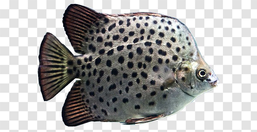 Scatophagus Argus Rabbitfish Aquarium Oscar - Fauna - Fish Transparent PNG