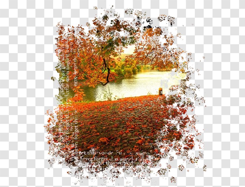Autumn Photography - Flora Transparent PNG
