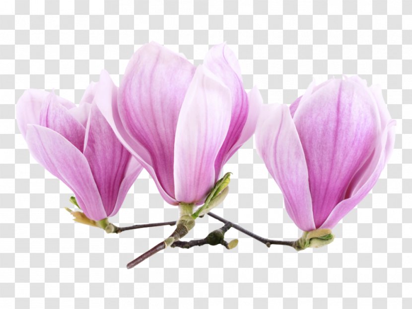 Magnolia Sticker Flower Mural Painting Transparent PNG