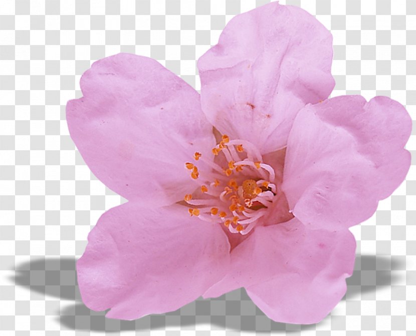 Flowers Floating - Pink - Petal Transparent PNG