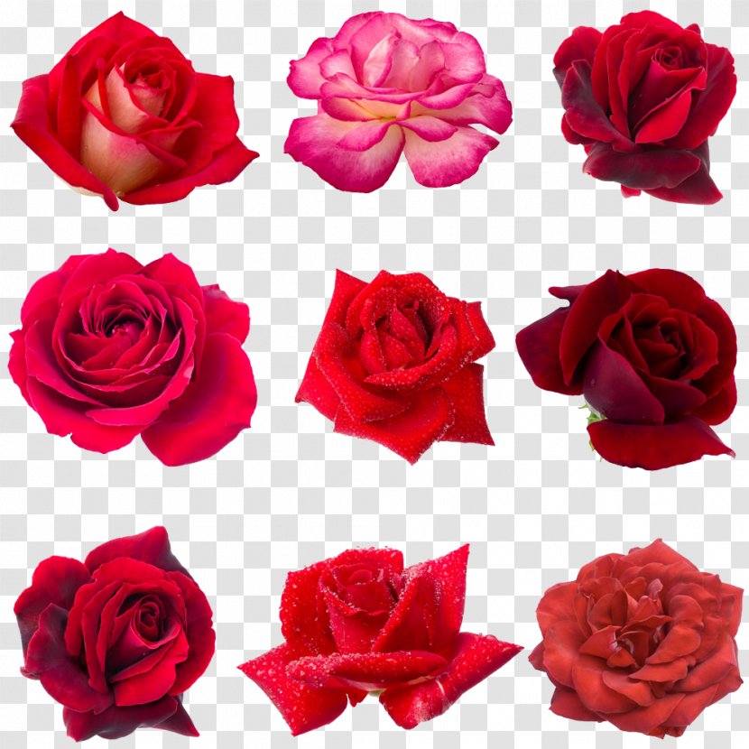 Collage Photography Royalty-free Drop Dew - Rose Order Transparent PNG
