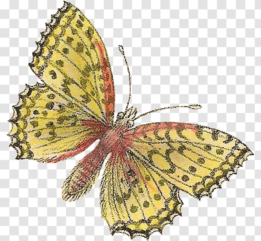 Monarch Butterfly Clouded Yellows Moth Insect - Brushfooted Transparent PNG