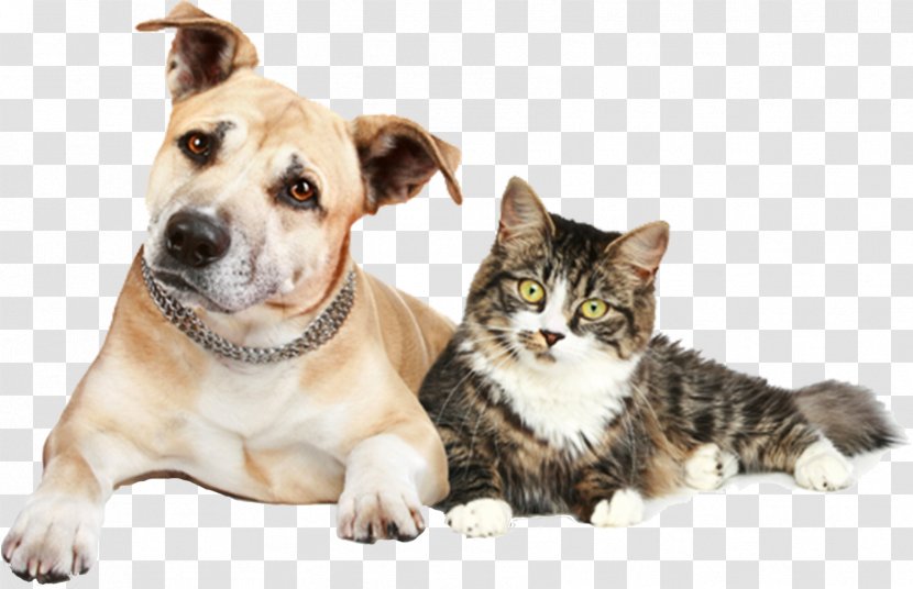 Cat Dog Ferret Kitten Pet - Breed Transparent PNG