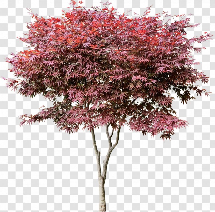 Red Maple Tree - Redbud Bud Transparent PNG